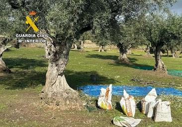 Cuatro investigados por el robo de más de 1.500 kilos de aceitunas