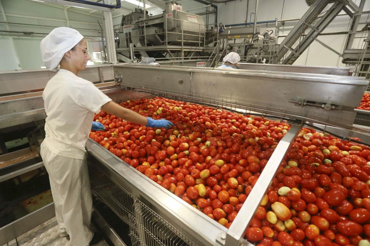 Aunque la producción de tomate ha sido muy baja, los precios han sido buenos. 