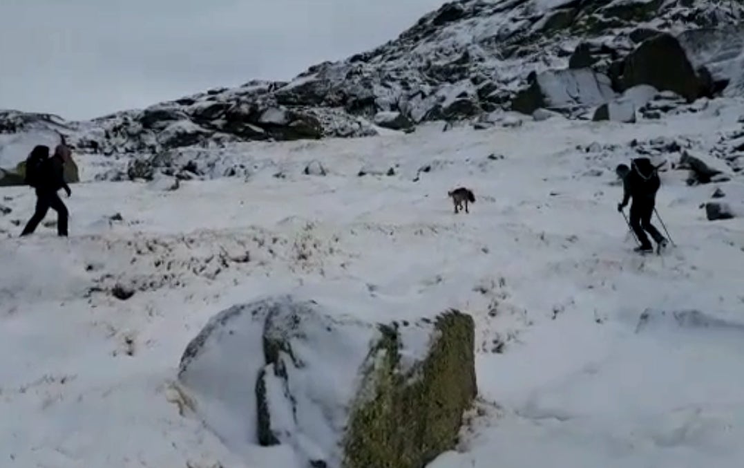 Fotos: Labores de búsqueda llevadas a cabo para localizar en la Sierra de Béjar al montañero que salió de Ceclavín