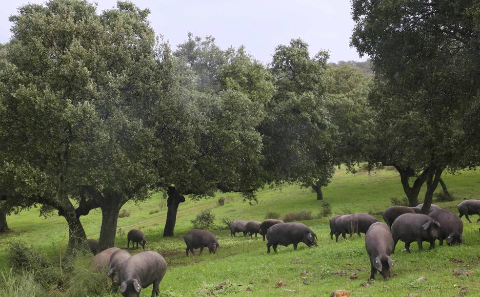 Cochinos de la empresa de la familia Carretero, de La Morera, comen bellota en la finca Villa Mercedes, en el término de Feria. 