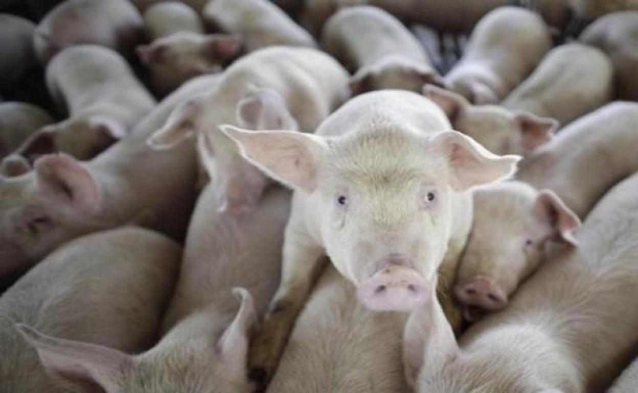 ¿Macrogranjas o granjas de alta eficiencia?