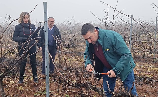 Uno de los participantes en el segundo concurso de poda de la DO Ribera del Guadiana durante su intervención esta mañana en Bodegas Pozanco ante la mirada de integrantes del jurado. 