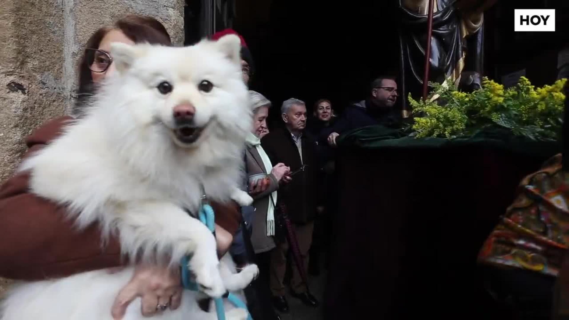 Las mascotas de Cáceres se reencuentran con San Antón
