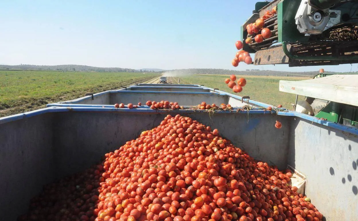 Recogida de tomate para industria en campo durante la campaña anterior.
