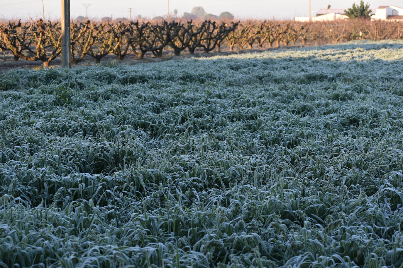 Campo de avena en Ruecas a la salida del sol. 