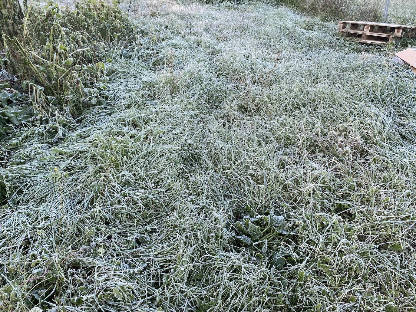 Helada en Almendralejo. 