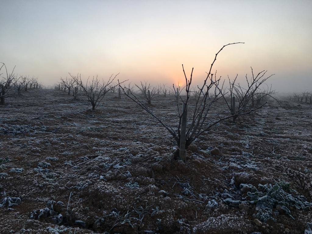 Helada en un viñedo de Los Santos de Maimona. 