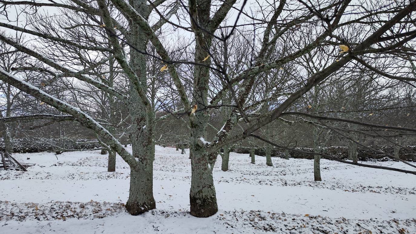 Fotos: PIornal amanece nevado este miércoles