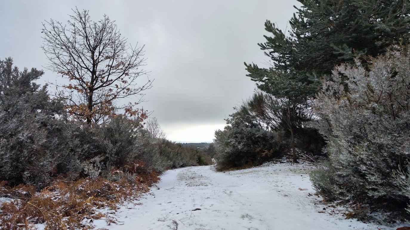 Fotos: PIornal amanece nevado este miércoles