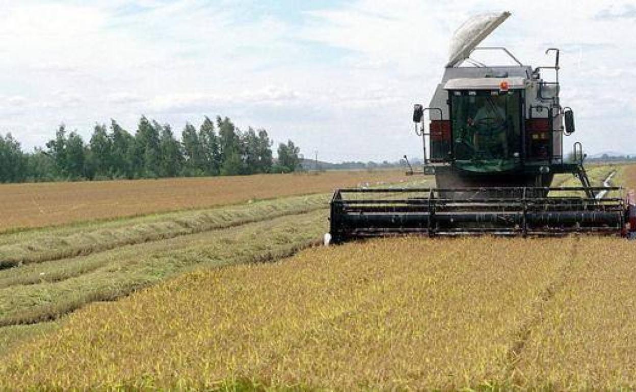 Una cosechadora en una plantación de arroz. 