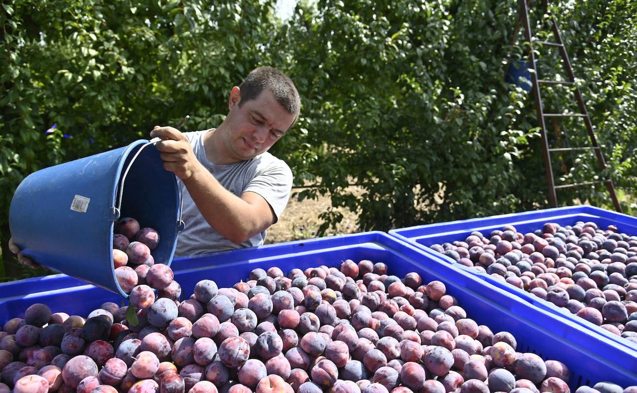 La fruta es el producto que más vende Extremadura en el extranjero. 