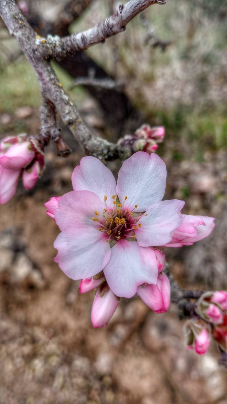 Fotos: Ruta por los almendros en flor del entorno de Alange