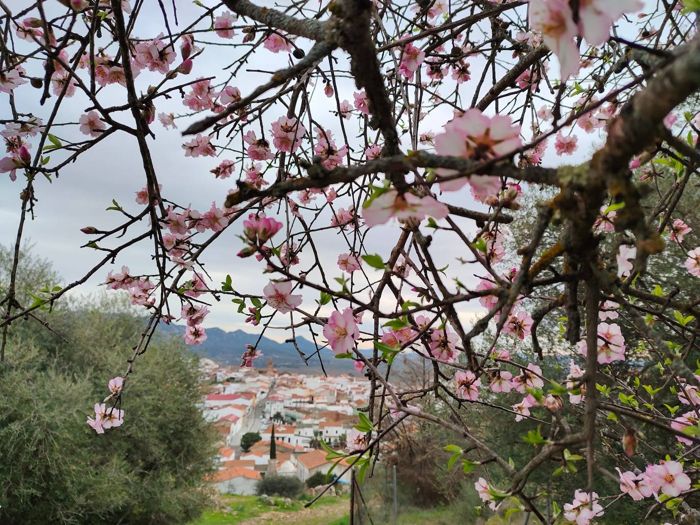 Fotos: Ruta por los almendros en flor del entorno de Alange