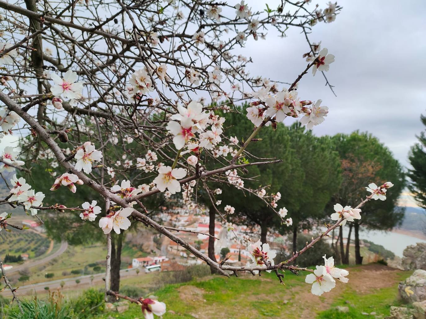 Fotos: Ruta por los almendros en flor del entorno de Alange