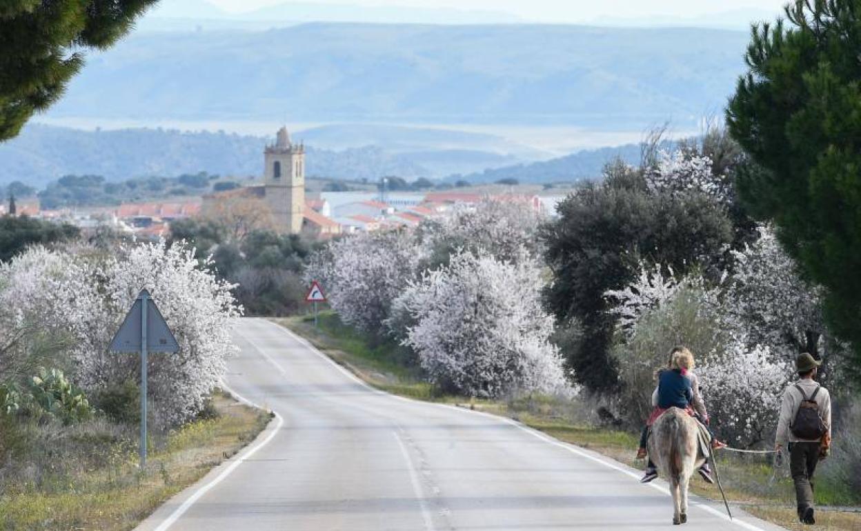 Turismo Extremadura: Dónde ver los almendros en flor en Extremadura: ¿quieres disfrutar del espectáculo de su floración?