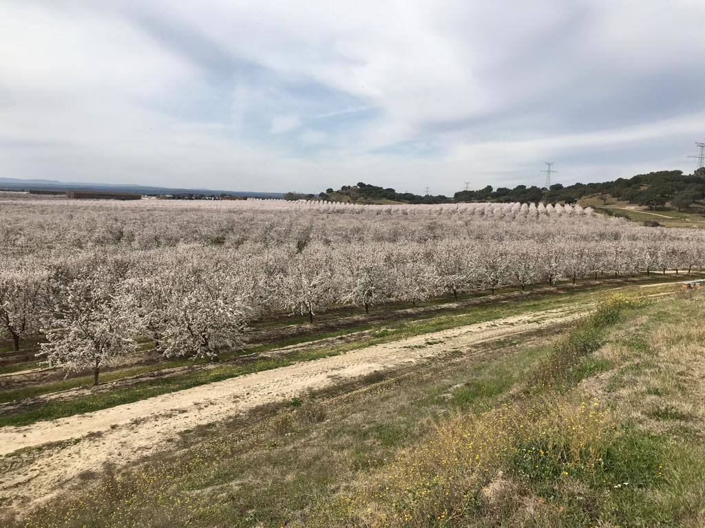 Fotos: Floración de los almendros en flor en Valdeíñigos