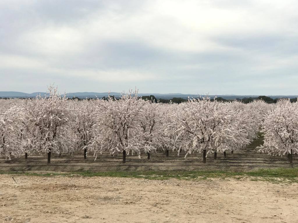 Fotos: Floración de los almendros en flor en Valdeíñigos
