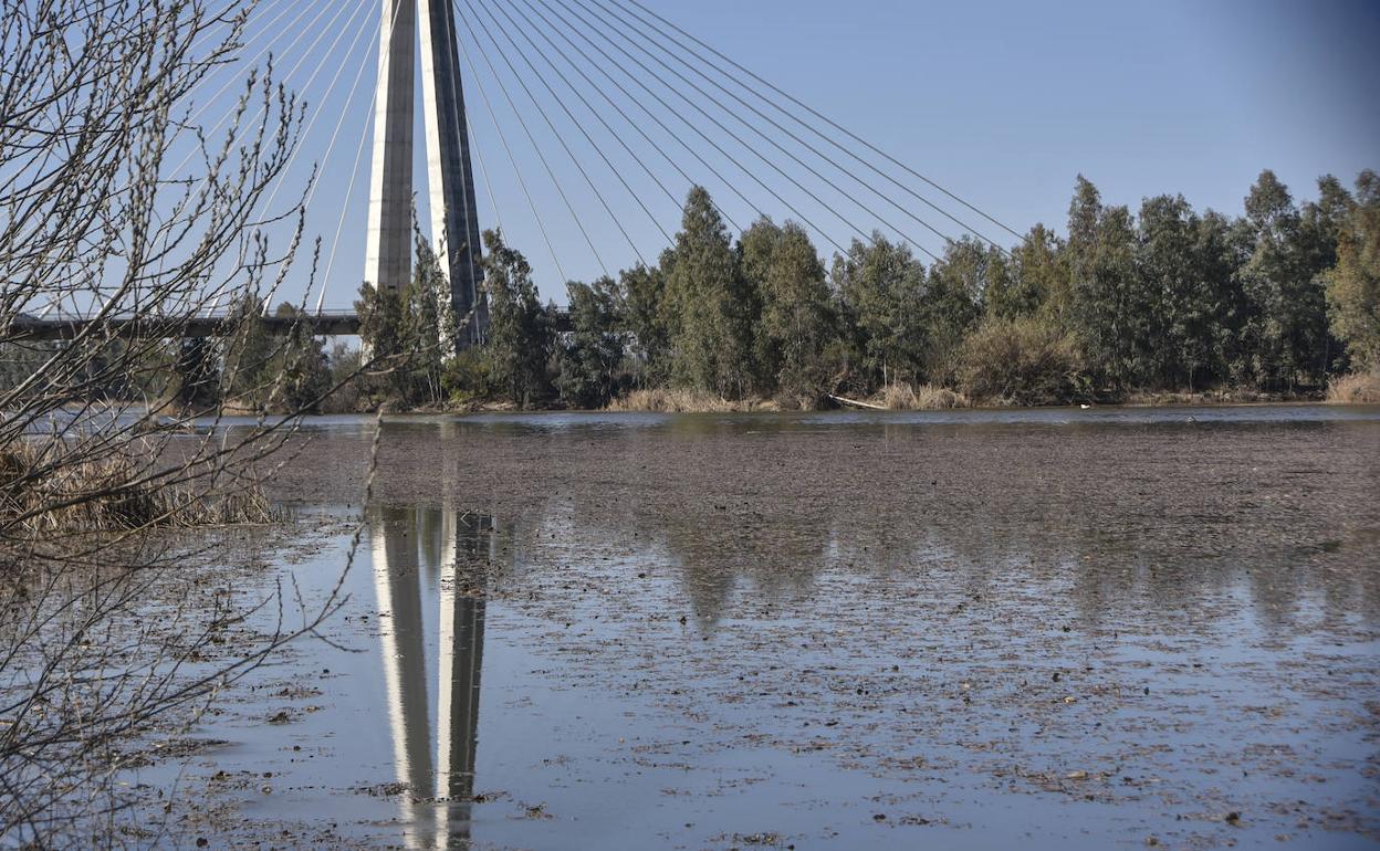 Estado actual del Guadiana a su paso por Badajoz. 