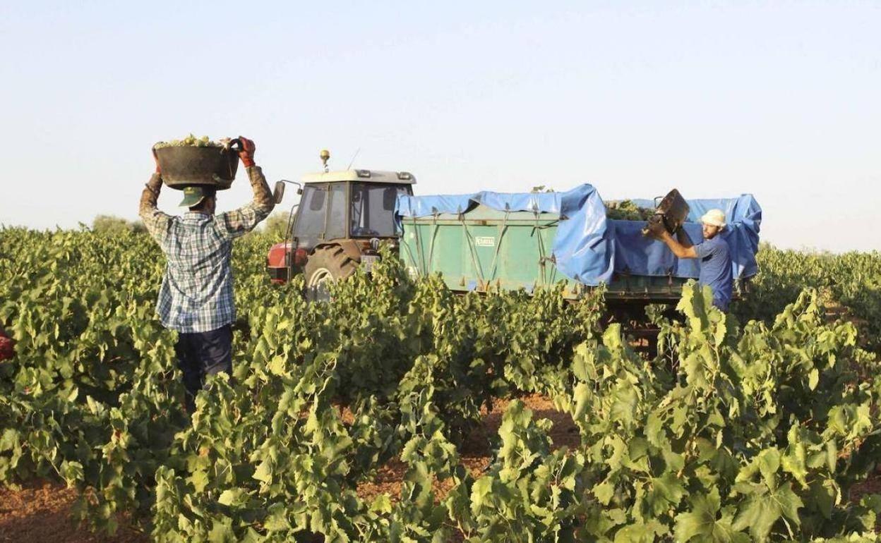 Trabajadores en una campaña de recogida en Extremadura.
