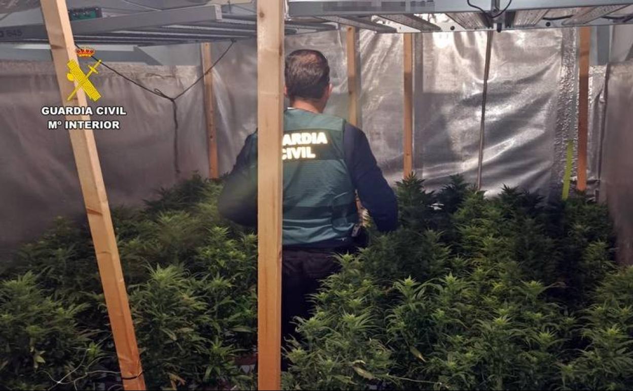 Detenido por cultivar 712 plantas de marihuana en un antiguo establecimiento de hostelería