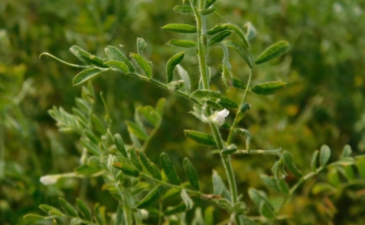 La planta de la lenteja.