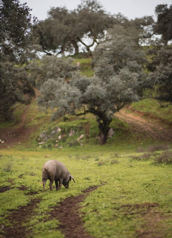 Un cerdo come bellota en la finca El Pocito Alto, en Jerez de los Caballeros, en esta montanera.