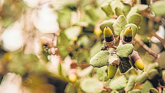 La DOP Dehesa de Extremadura recupera cochinos entre dudas