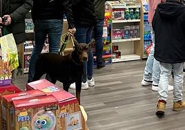 Dóberman sin bozal el pasado sábado en la juguetería del centro comercial Ruta de la Plata.