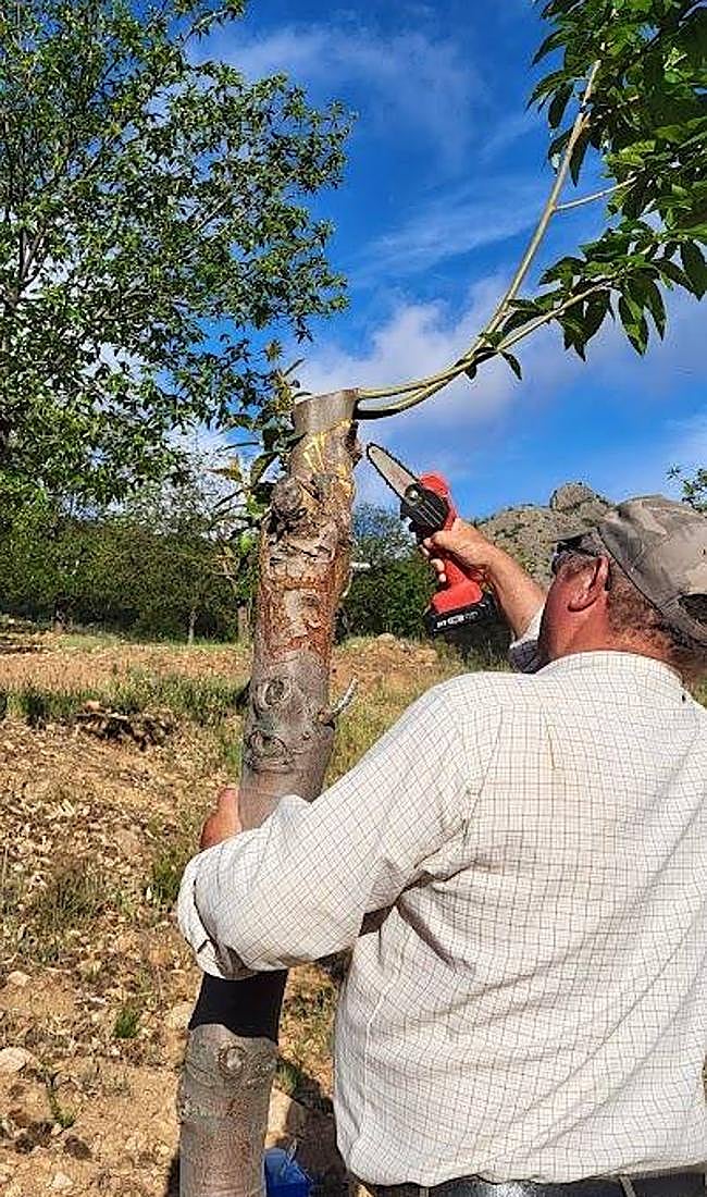 Agricultor haciendo un tratamiento contra el chancro.
