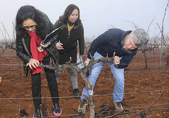 Maria Julia Marín, Manuela Márquez y Luis Mancha, miembros del jurado, examinan el resultado de una poda.