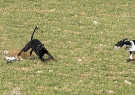 Galgos, podencos y viceversa