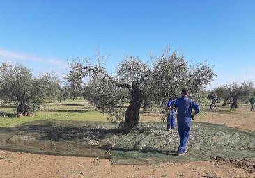 Concluye la cosecha de aceitunas con una campaña 'media tirando a buena'