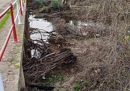 La maleza se acumula y tapona los ojos del puente viejo de Carrión