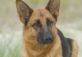 Las diez razas de perro más inteligentes