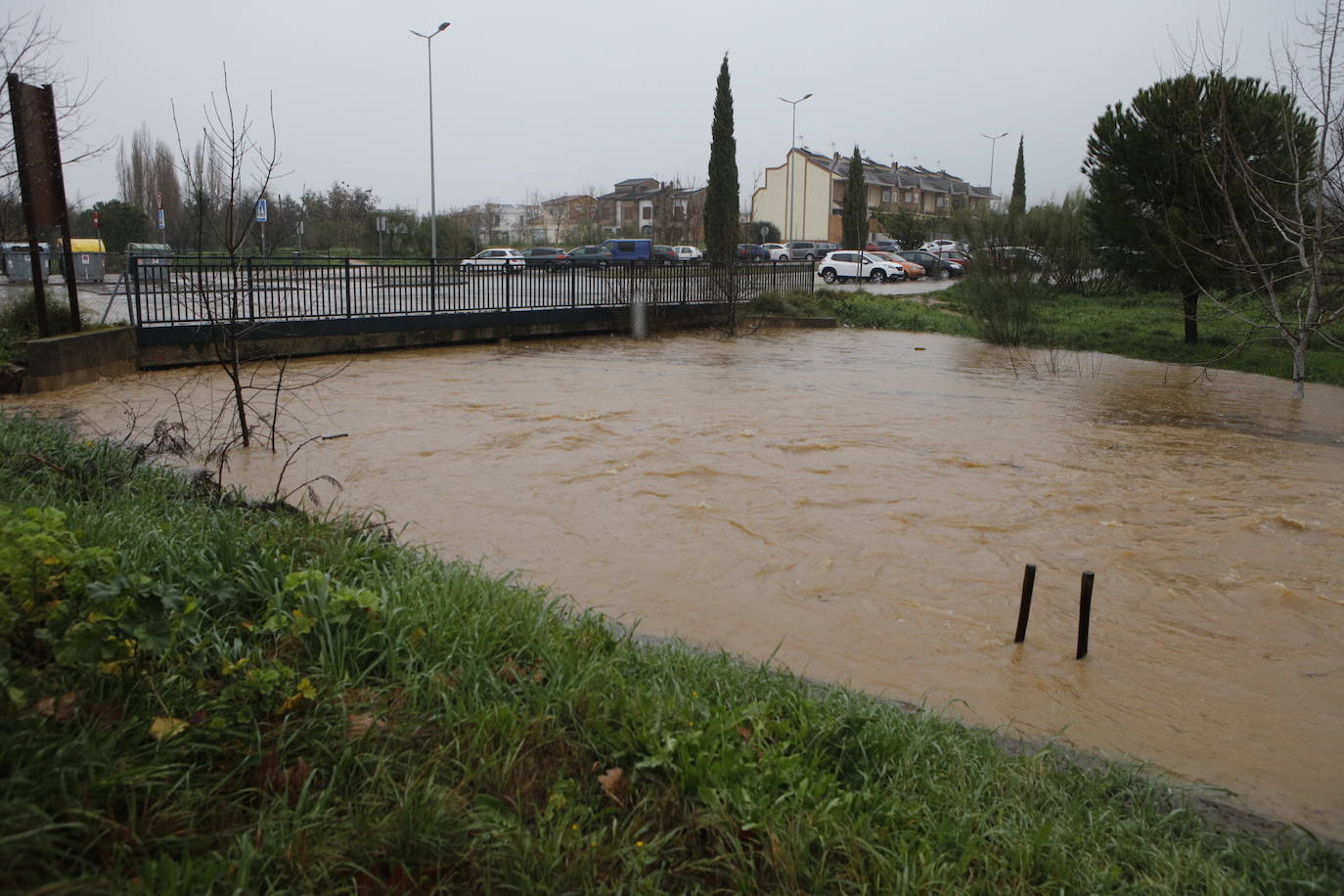 El agua a punto de desbordar el puente de Vistahermosa en la Ribera del Marco