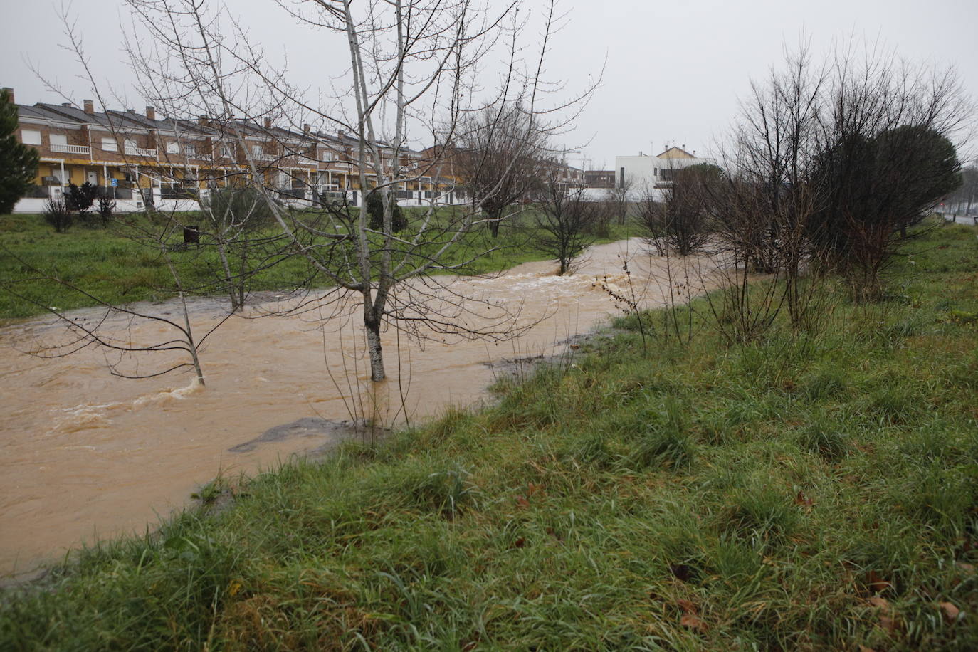 El agua a punto de desbordar el puente de Vistahermosa en la Ribera del Marco