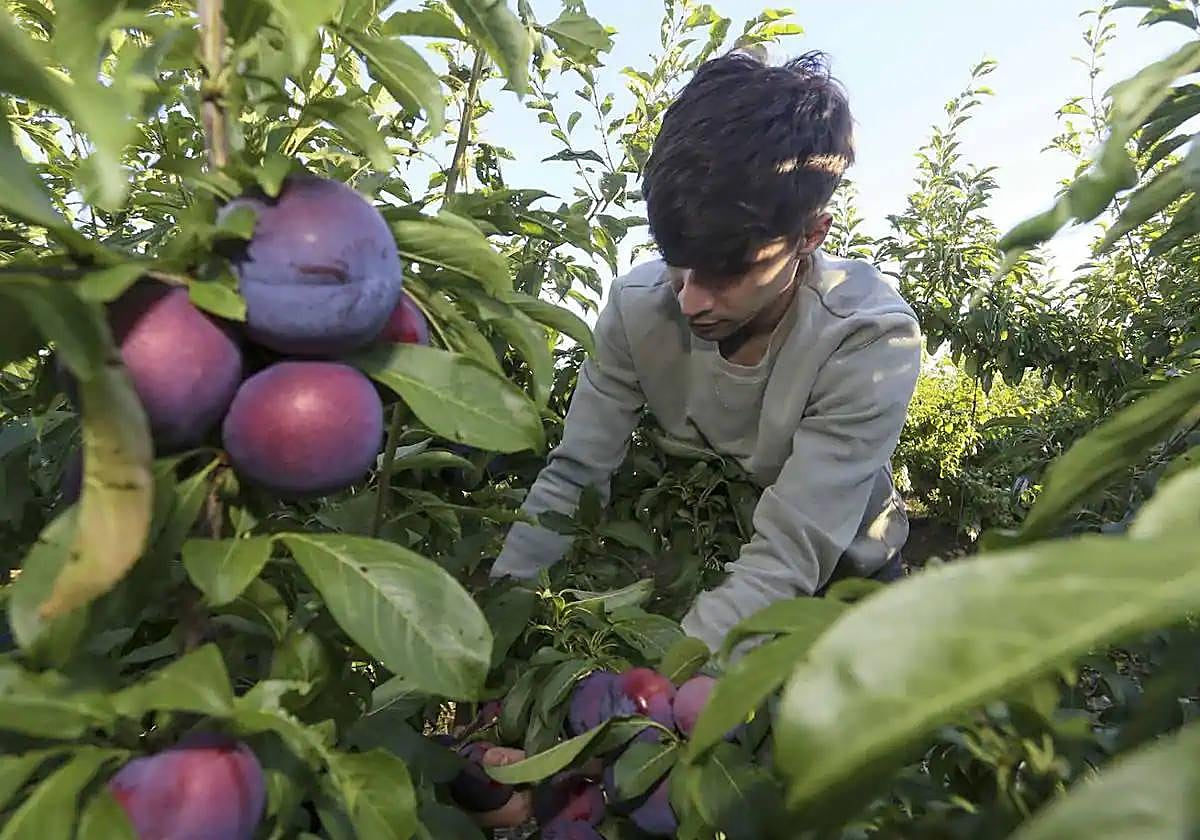 Un trabajador recogiendo ciruelas en los frutales de Torrefresneda.