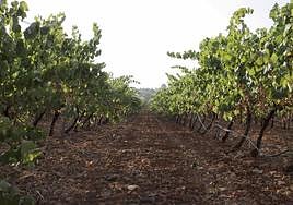 Imagen de archivo de vides en espaldera en Almendralejo.