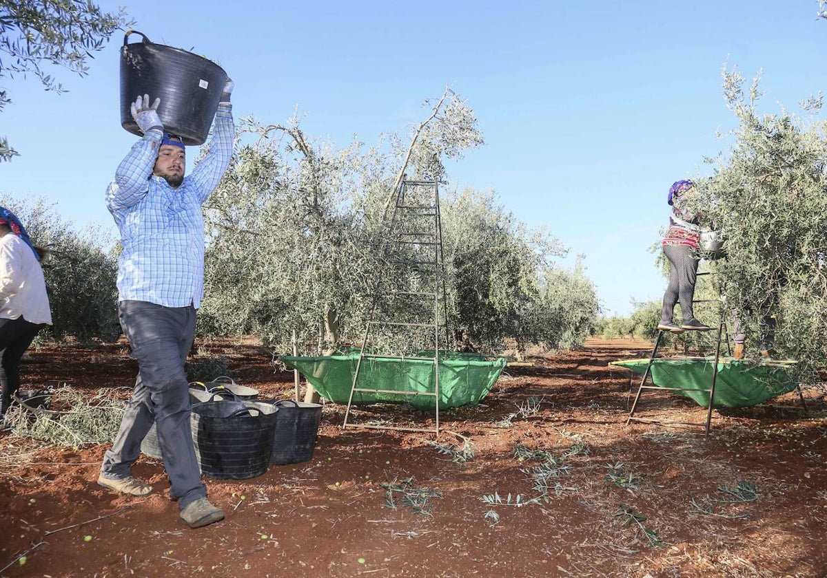 Recogida de aceituna de mesa en un olivar de Tierra de Barros.