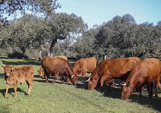 Ganado vacuno pastando en la dehesa extremeña.