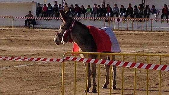 Vuelve el mejor fichaje del CF Campanario: 'El burro cagón'