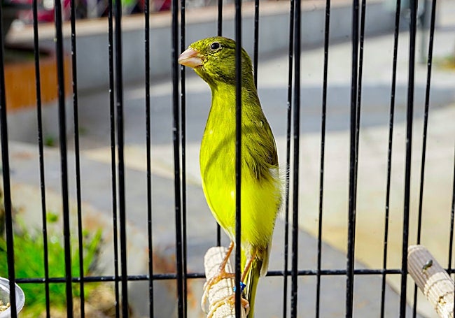 La canaria de Pepe Rodríguez ganó en la modalidad pío intenso de postura por su posición y cómo se movía dentro de la jaula.