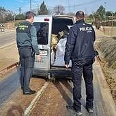 Localizan en Aceuchal más de mil kilos de aceitunas sustraídas en una finca de Casas de Reina