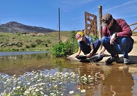 Bateo de pirita para pequeños y mayores en el olivar del Zamarro.