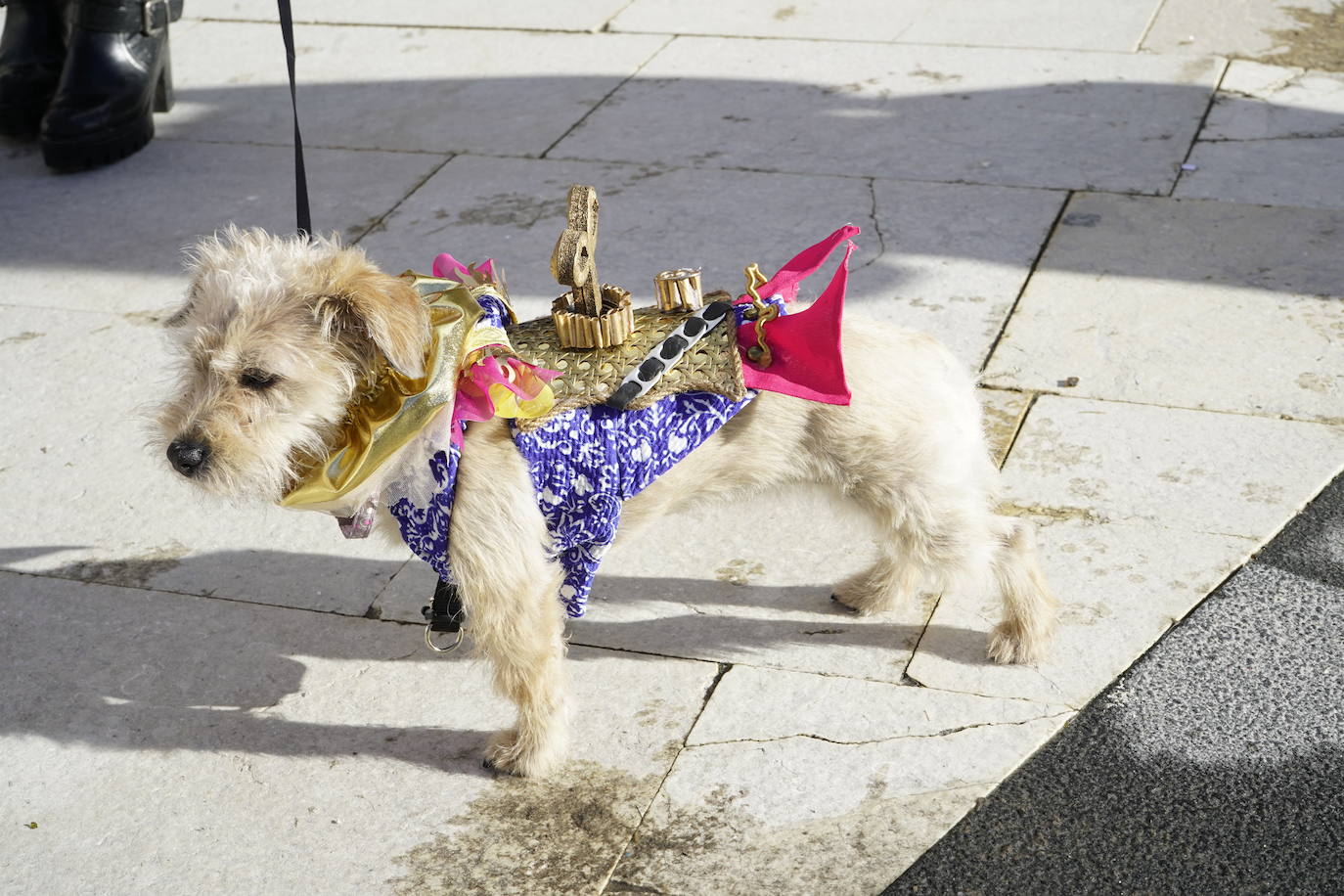 Las mejores imágenes del concurso de disfraces de mascotas del Carnaval de Badajoz