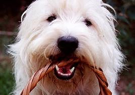 Diez consejos para que el aliento de tu perro no huela mal