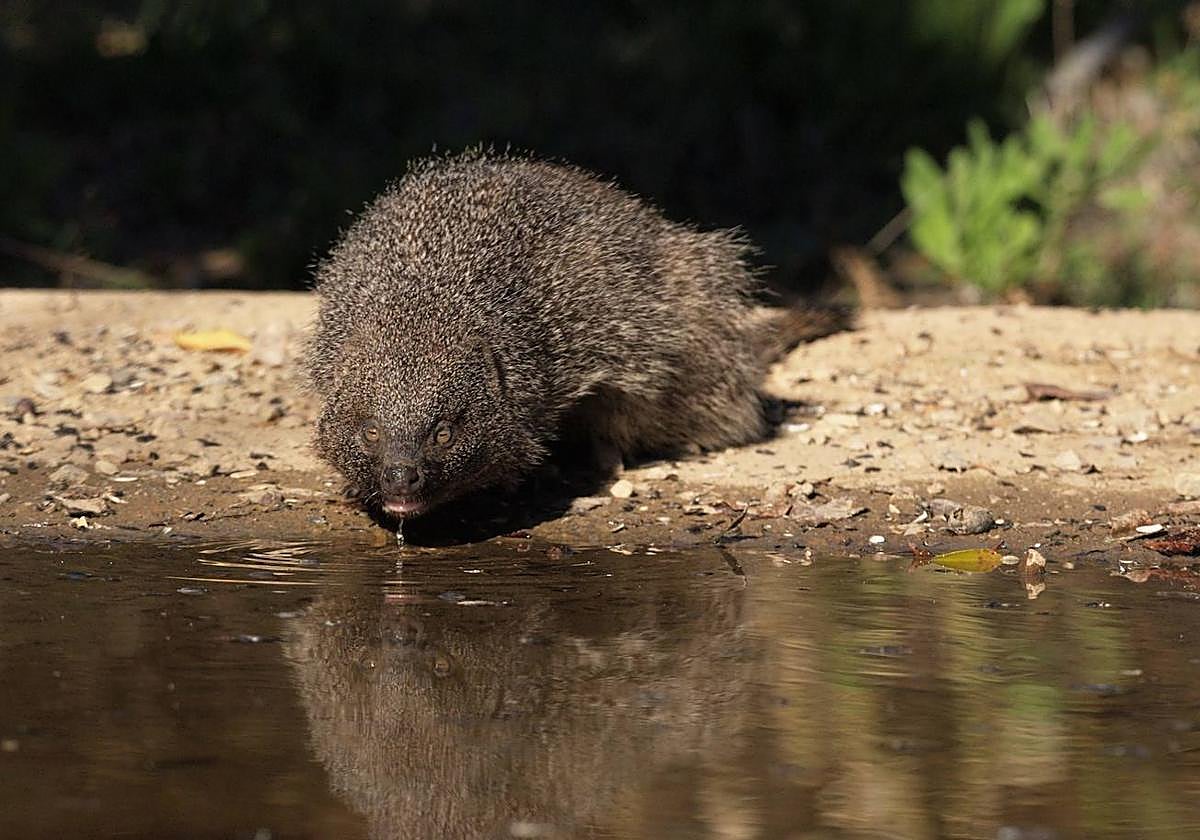 Meloncillo junto a una charca de agua