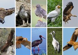 Las diez aves más emblemáticas de Extremadura