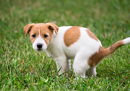 Campaña del Ayuntamiento para recordar que es obligatorio recoger las heces de las mascotas