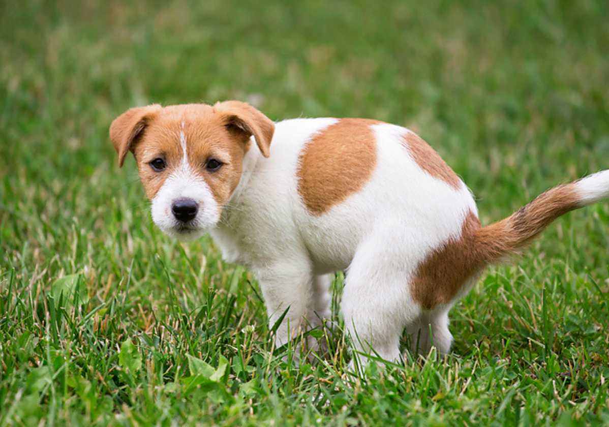 Campaña del Ayuntamiento para recordar que es obligatorio recoger las heces de las mascotas
